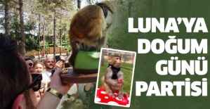 Maymun Luna'ya Doğum Günü Partisi
