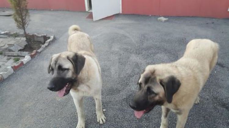 Ümraniyede Kangal Köpeği Çalan Hırsızlar Kameraya Yakalandı 